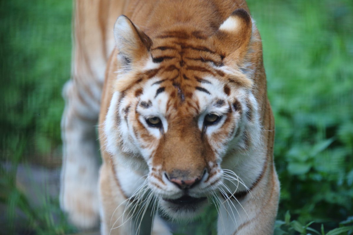 近くまで来てくれました
＃那須サファリパーク　＃ベンガルトラ