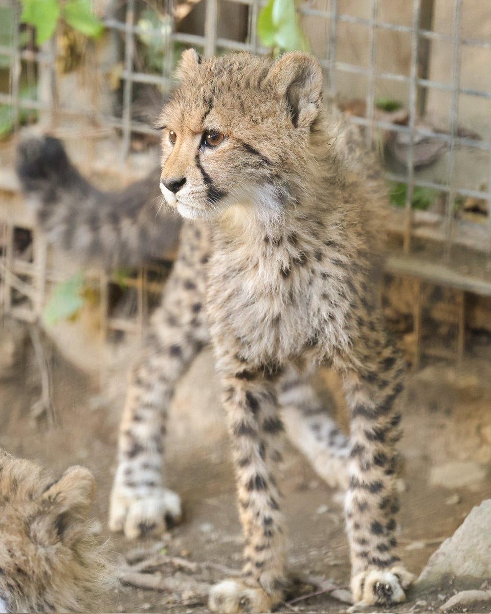ラスト！最大級の大きさ！お尻の断面が面白いスタンプ・スパイダー ラスト！最大級の大きさ！お尻の断面が面白いスタンプ・スパイダー