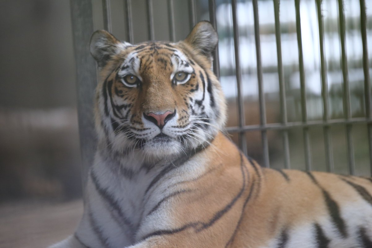 ネコ園長とアズサちゃんの横座り写真
※チャトラ模様で似ています
＃宇都宮動物園　＃イエネコ　＃アムールトラ