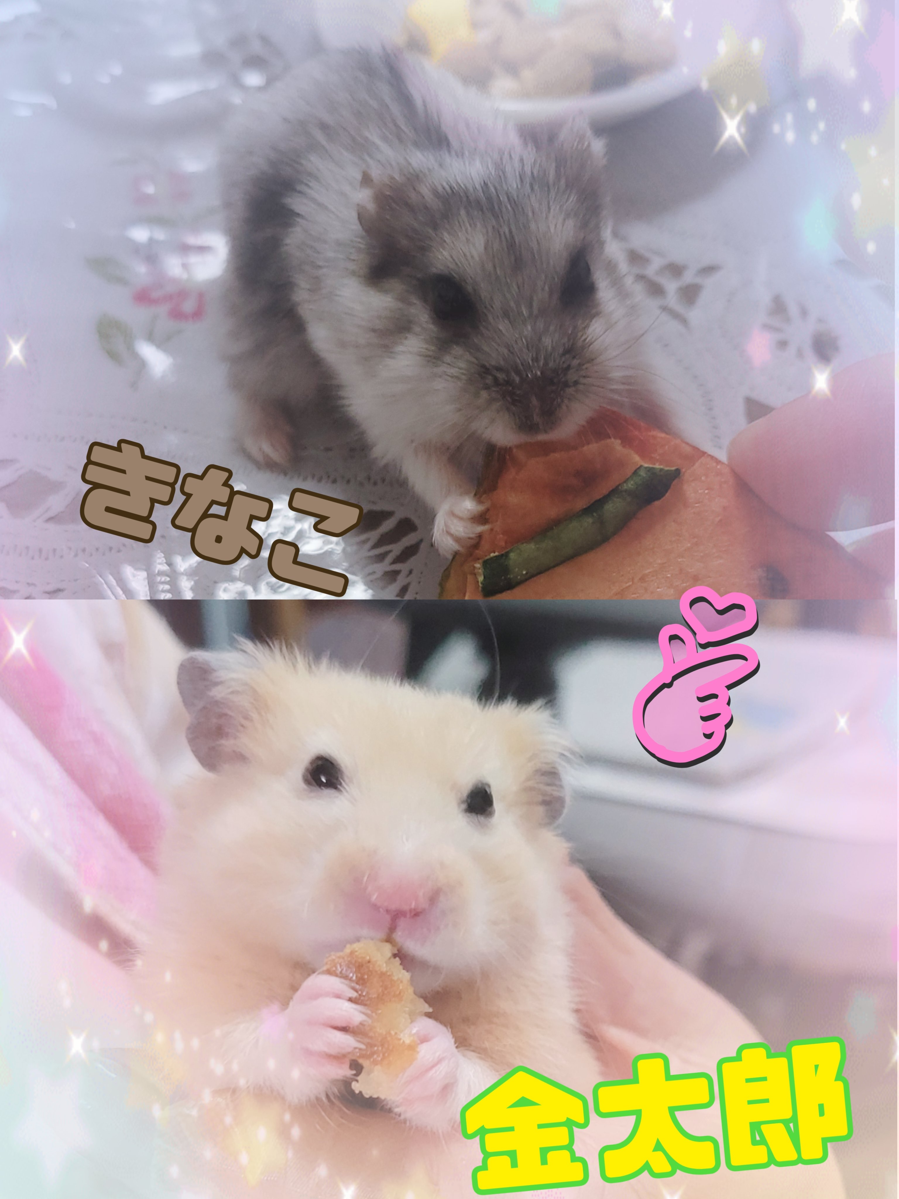 はまじ🐹きなこ🐹金太郎 on X: 