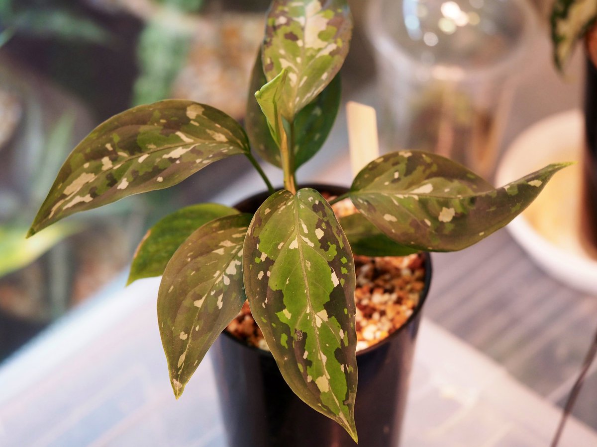 03jAP×06b
派手さはないけど白の散り方がギャラクシーで👍
今後が楽しみ