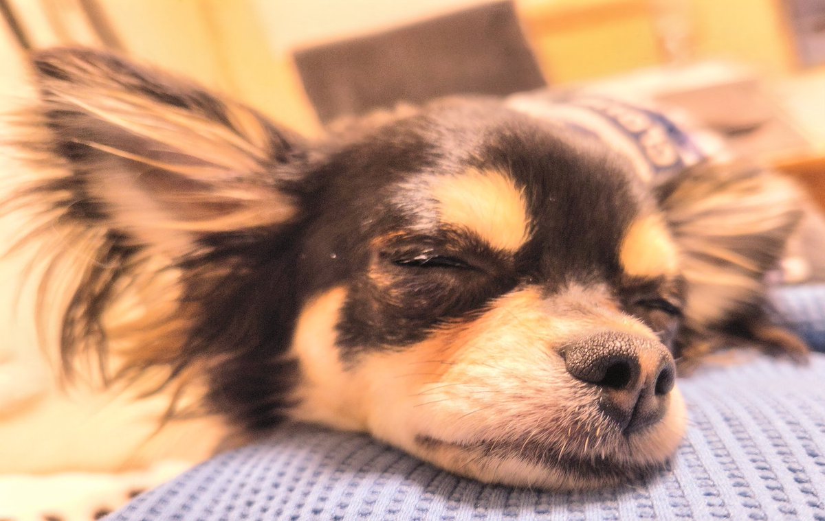 ใใใ๐ Ringo the Chihuahua (@ringo_lcc) on Twitter photo ๆ่ฟใฎใๆฐใซๅ
ฅใๆผๅฏในใใใใฏใ็งใฎใ่
นใฎไธ๐๏ธ
ๅฏๆใๅฏ้กใ็ฎใฎๅใง่ฆใใฆ็น็ญๅธญใชใใ ใใฉใ้ใใจๅใใชใใฎใจๆฆใใงใ๐
ๆฐๆใกใใใใใซๅฏใฆใใฎ่ฆใใจใใ้ผปใกใใใกใใใใใใชใฃใกใใใฎใฏๅ
็ทใงใ๐คญ ๆ่ฟใฎใๆฐใซๅ
ฅใๆผๅฏในใใใใฏใ็งใฎใ่
นใฎไธ๐๏ธ
ๅฏๆใๅฏ้กใ็ฎใฎๅใง่ฆใใฆ็น็ญๅธญใชใใ ใใฉใ้ใใจๅใใชใใฎใจๆฆใใงใ๐
ๆฐๆใกใใใใใซๅฏใฆใใฎ่ฆใใจใใ้ผปใกใใใกใใใใใใชใฃใกใใใฎใฏๅ
็ทใงใ๐คญ