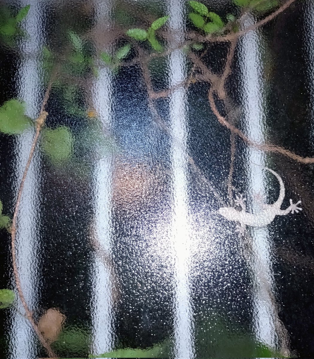 夜になるといつもキッチンの窓に現れるヤモリさん
すっかり愛着がわいてしまってたまに見ない日があると心配になっちゃいます。