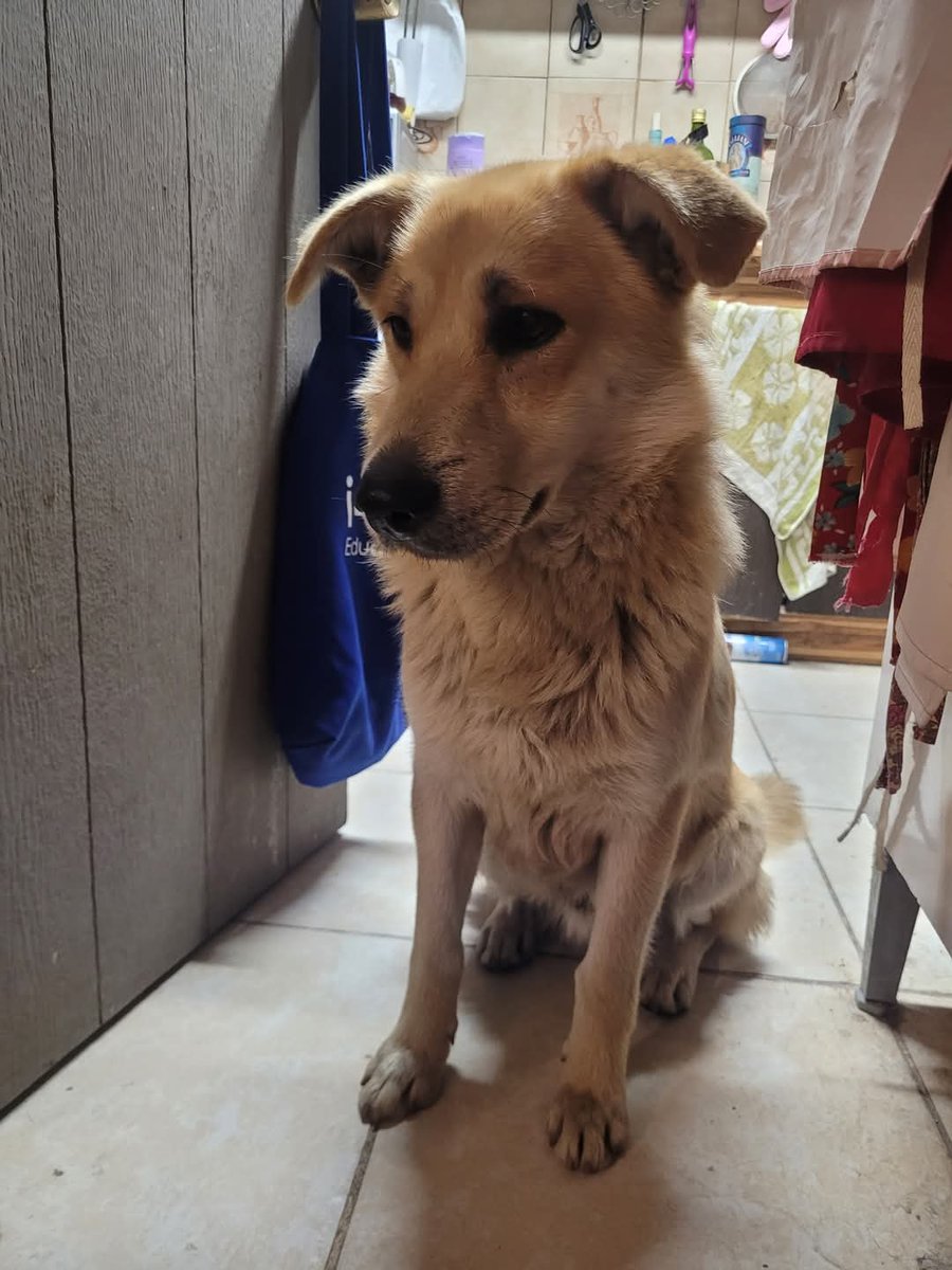 Santiago El Llano, busca a su familia, perdido, abandonado? Lo subió a FB Natalia Elicer Solar de "Aún de busco" perros perdidos 🙏🙏🙏