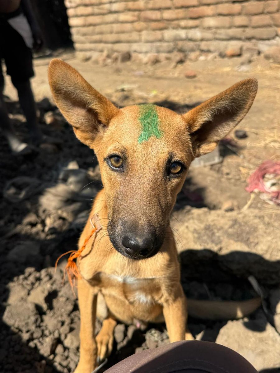 LukeGamble's tweet photo. Malawi, you've been incredible.
In case you missed it, watch the rabies campaign in action: https://t.co/2POrehpvrl
(Link in Bio)
#missionrabies #wvscharity #rabies #vaccinatedogs #lukegamblevet #vet #volunteerabroad https://t.co/DnawJLhaWv