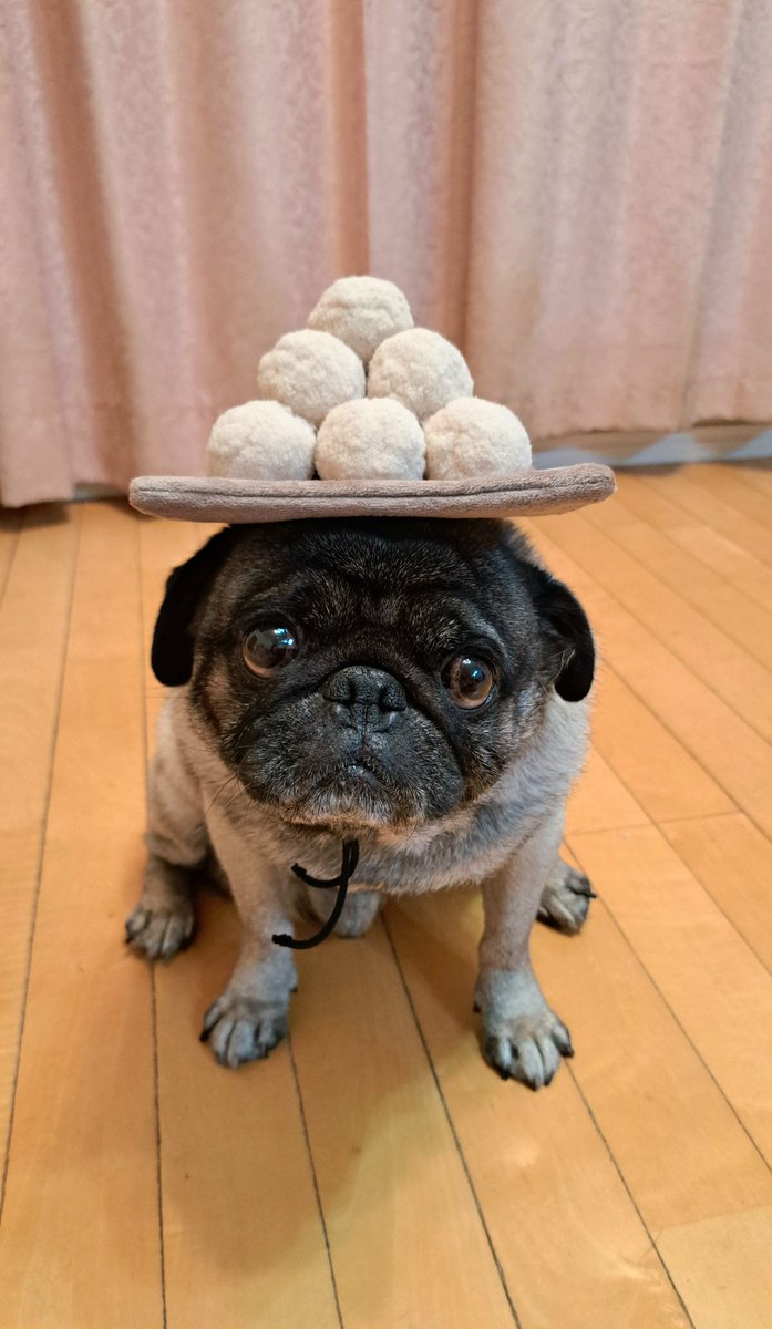 今年の中秋の名月は10月6日だよ🎑 ボクも美味しいモノ食べたいな