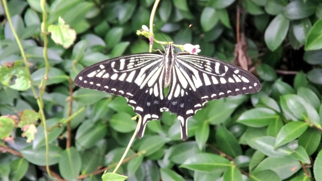 この子の写真が取りたくて少し仕事に着くのは遅くなった🦋