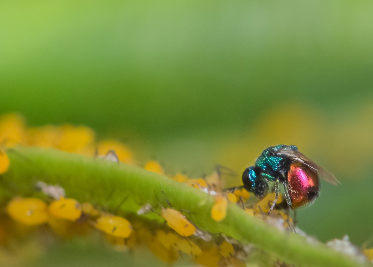 #foto_sociosSEEA ganadora del mes de SEPTIEMBRE en el Concurso SEEA 2025. Esta avispa cuco se atreve a dejar sus huevos en un pulgón de la adelfa, a  pesar de su toxicidad.  Ángel Plata