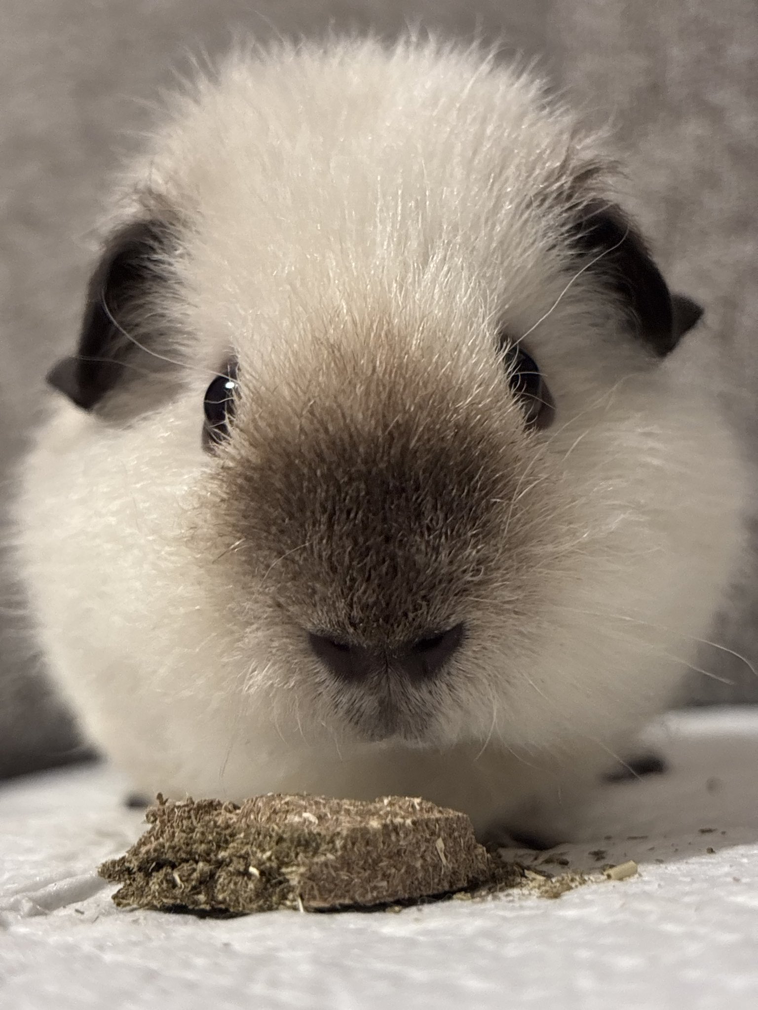 ❁お鼻さま専用です❁ トプラン 鼻スッキリO2アップS 小さめサイズ ( 1コ入 )/ : 爽快