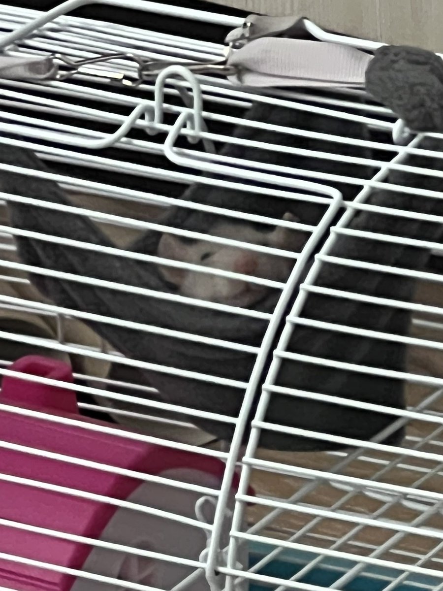 Кое-кто  кайфует в новом гамаке