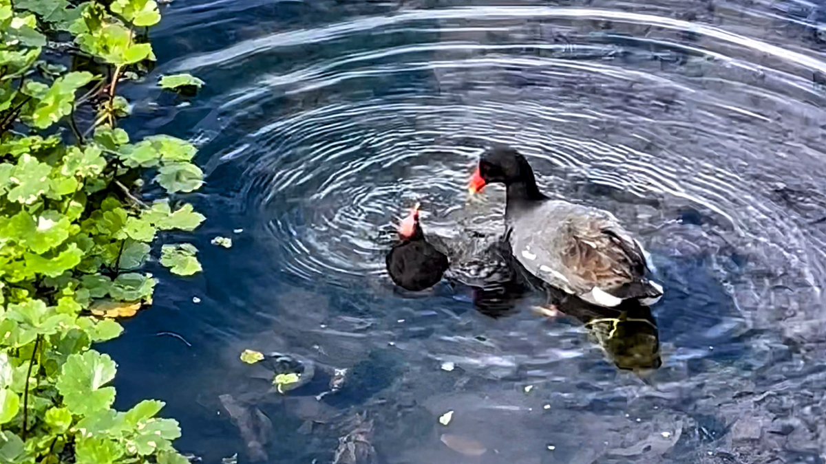 JuAn ☀️🇦🇷😎🐸🏍🏖 (@juanxj56) on Twitter photo <a href="/DailyPicTheme2/">Daily Picture Theme</a> #DailyPictureTheme
#AmericanCoot caring for her chick and enjoying the sun
in the #pond <a href="/DailyPicTheme2/">Daily Picture Theme</a> #DailyPictureTheme
#AmericanCoot caring for her chick and enjoying the sun
in the #pond