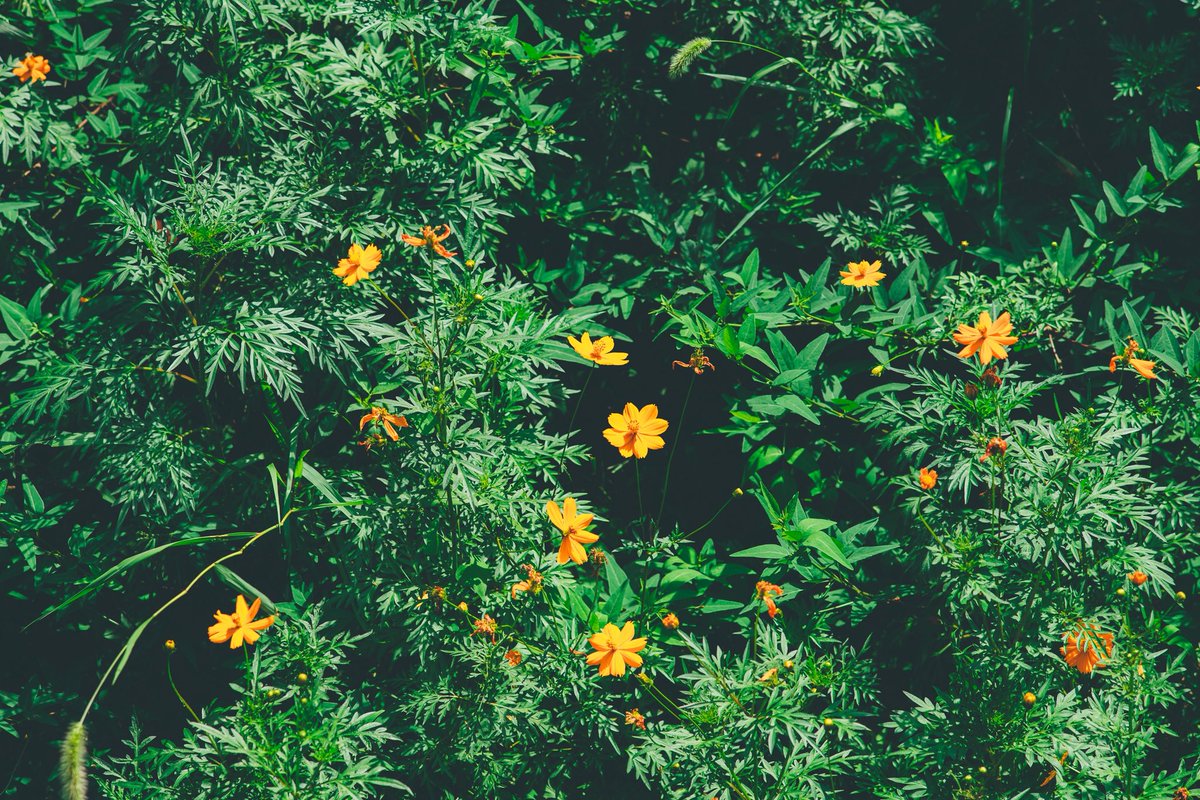 キバナコスモス