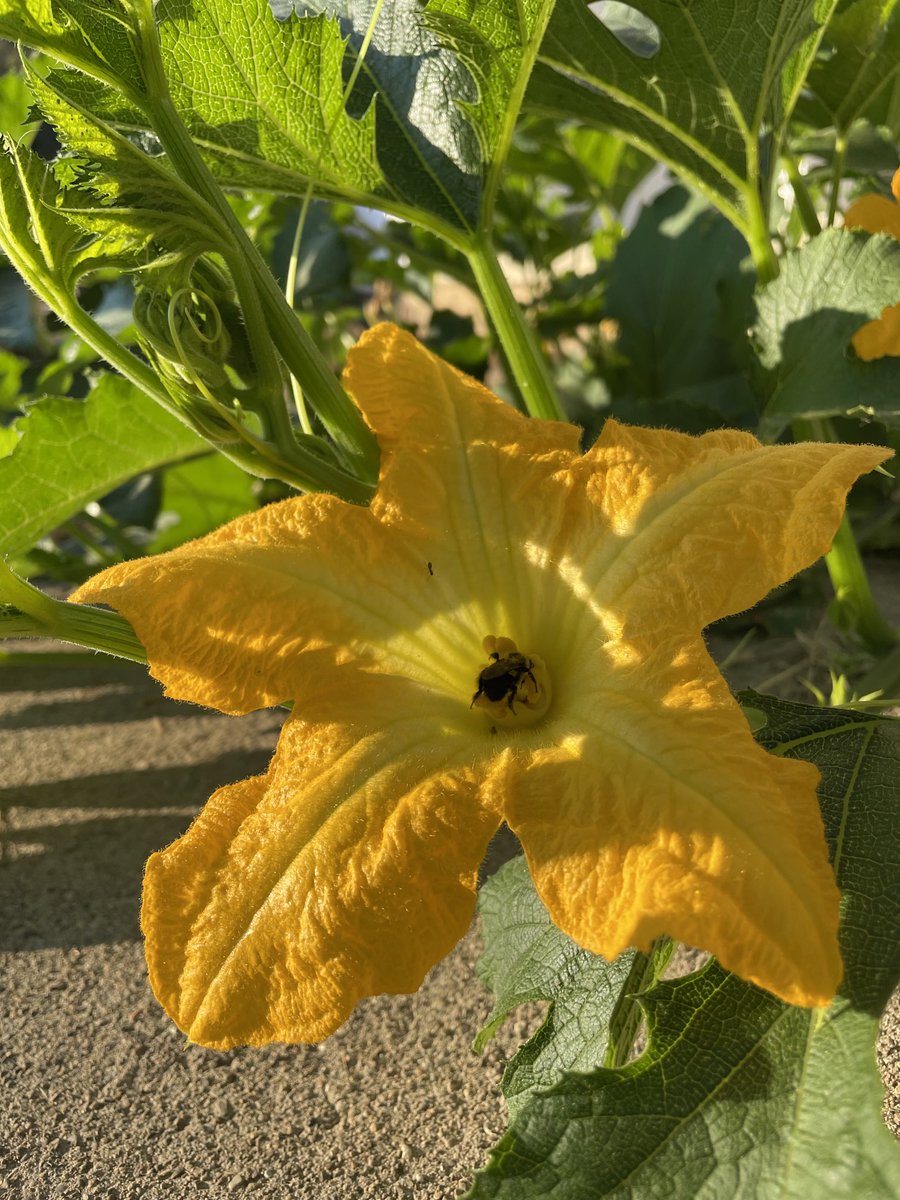 7yos morning pumpkin check…6 on the vine.