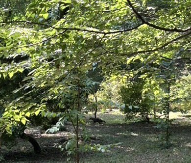 その中学生・大学生を含むメンバーで、代官山の #武藤順九彫刻園 を散策しながら気温調査をしていたところ、なんと目の前に #アナグマ 🦡（しかも子ども😍）が❣️
小さくて、尻尾がふさふさ😍調査をがんばったご褒美のような出来事でした🎉
写真中央を拡大してご覧ください🦡

#SDGs 
#昭和の森

続く↓