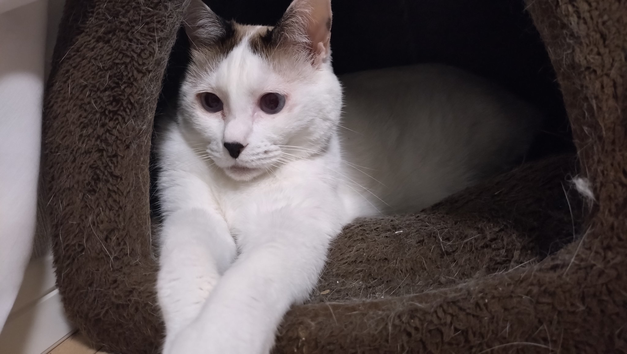 人待ち顔の猫さんブラウス もじゃ子さん on X: 