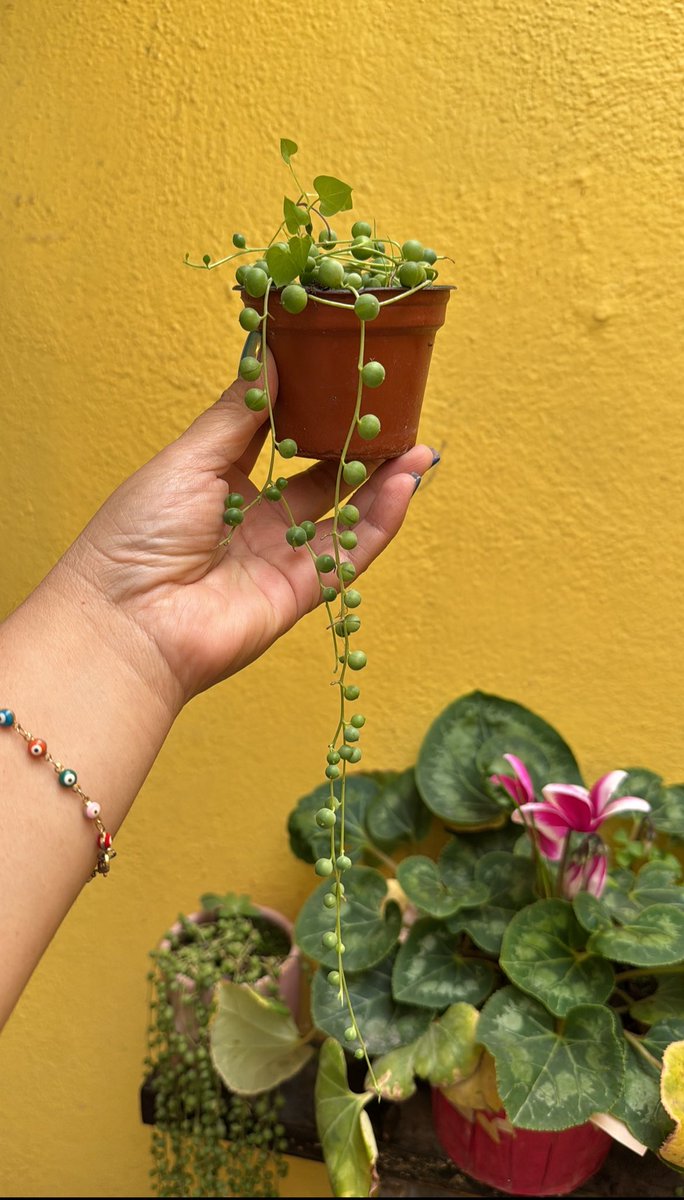LesSerrano's tweet photo. Si te regalo una planta, definitivamente eres muy especial para mí. 

Pero si además de eso te la planté y cuidé yo, vale triple. https://t.co/jUV37qNcjO
