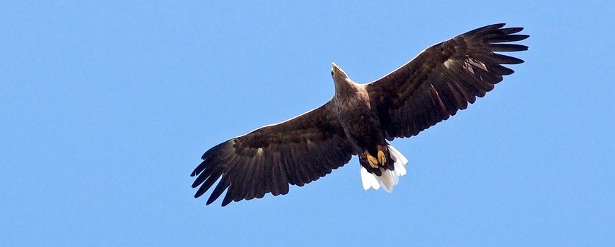 Verkiezingen op komst: geef de natuur een prominentere plek in het maatschappelijk debat: Laten we samen nog meer mensen informeren over de vele mooie, maar ook zorgelijke ontwikkelingen in de natuur. Met de Tweede Kamerverkiezing in oktober en de… dlvr.it/TMrQwm