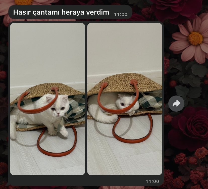sedabugari's tweet photo. Heruşa daha çok yakışması🫠😍 https://t.co/l4jsH82dT4