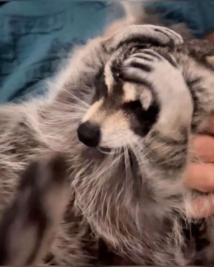 raccoon with confusing auras (@raccoonauras) on Twitter photo 