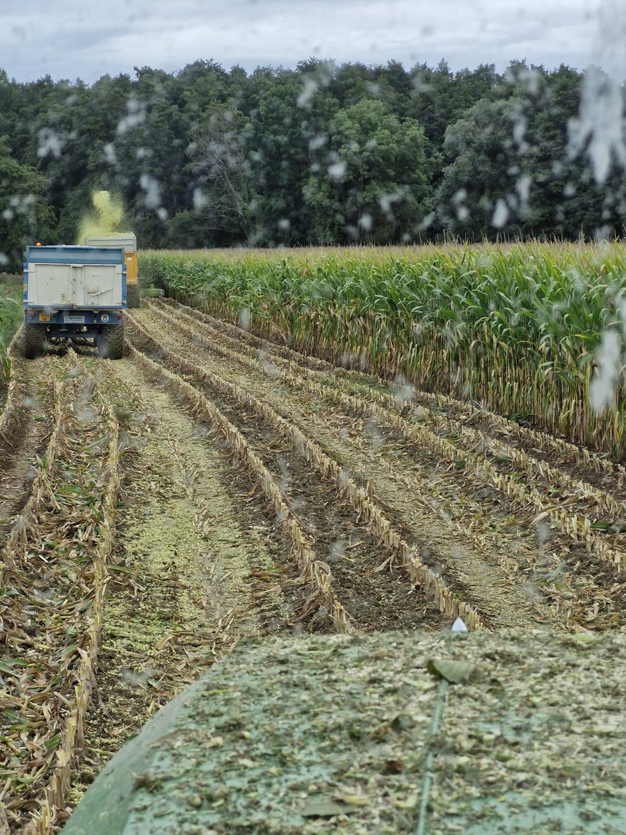 Ca bouchonne dans le sens des retour 
#ensilage
#ceuxquifontlelait