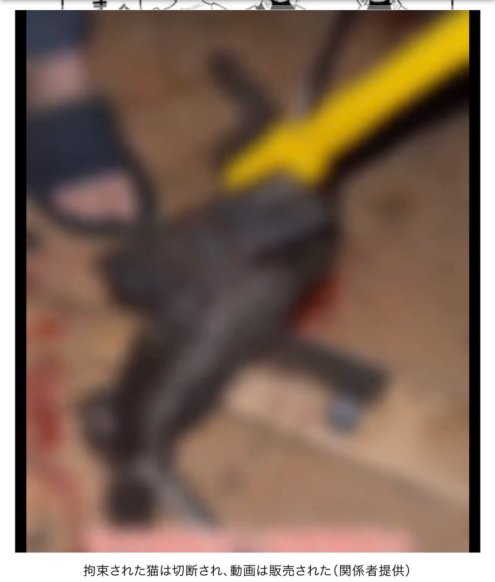 動物愛護法なんかで警察が頑張ってくれるとも思えないし、実際こいつらが東京にいる間にどうにかするしかないよな。
子猫の四肢切断して母猫に食わしたり猫ミキサーにかけて殺したりする動画を数千円でDL販売しているグループなんだ。
楊と陳を見かけた人、情報よろしくお願いします。