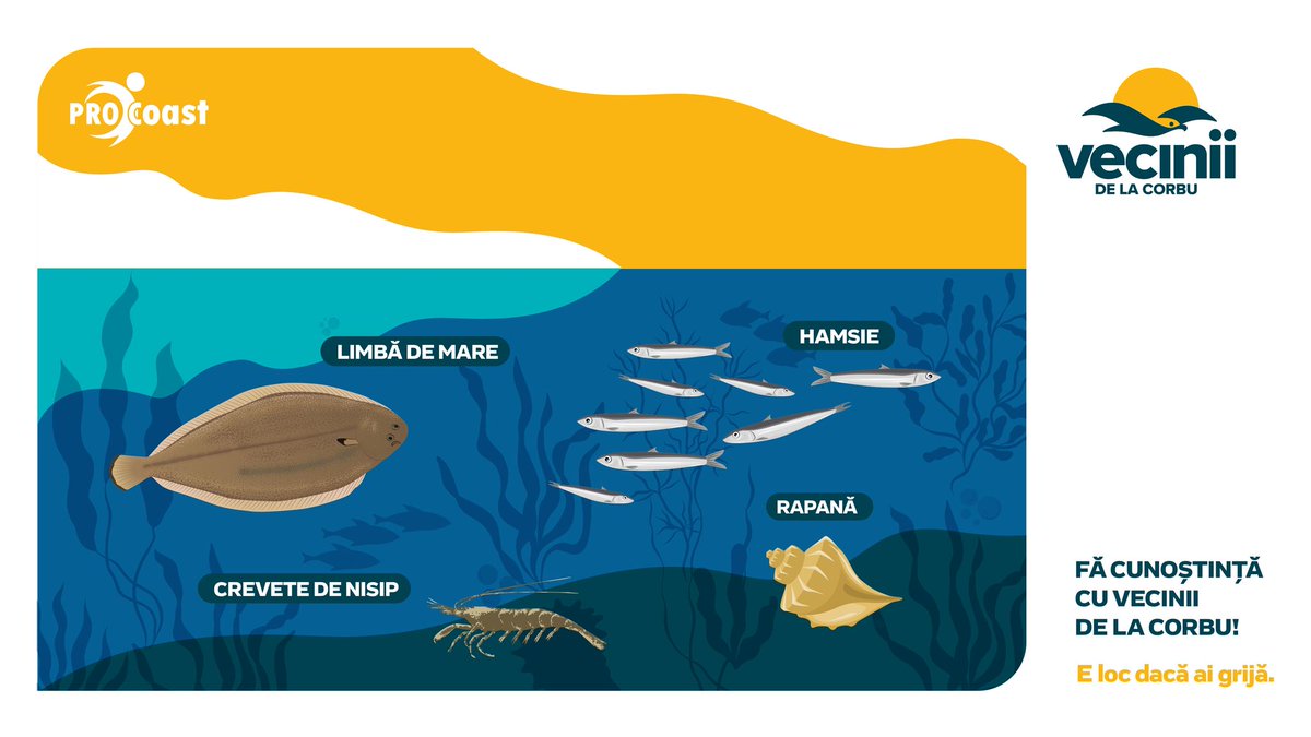 We are delighted to announce that <a href="/PRO_C0ast/">PRO-Coast</a>  Romanian partner, TotalPR — the lead on the case study focused on the Corbu area — has successfully completed a unique project dedicated to preserving and showcasing the region’s rich biodiversity. 
#VeciniiDeLaCorbu #societalchange