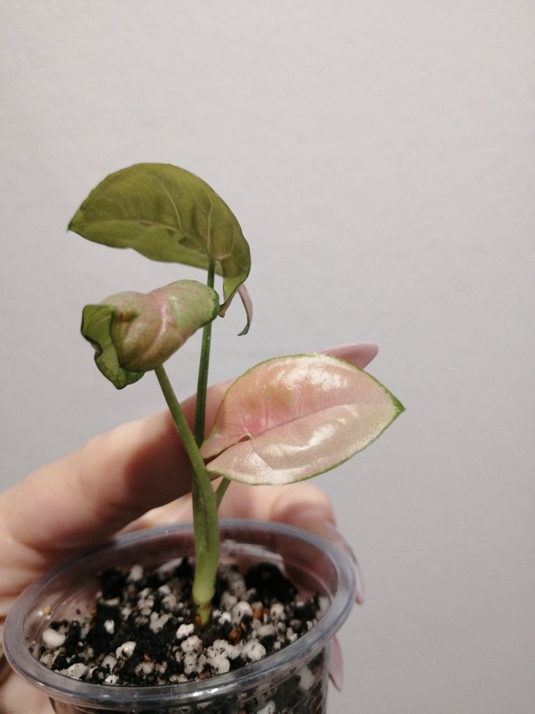 Листок с ноготок 🥹🩷