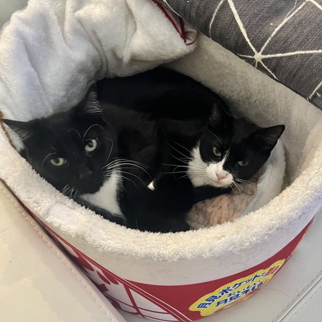 HIKARU SHIDA 志田 光 tweet media