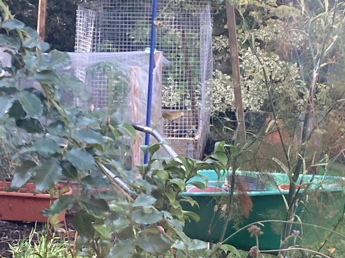 Believe it of not but in the centre of this photo is a Willow Warbler! Back again like clockwork for its annual visit to the Fennel in our garden.
#Crapwildlifephotography #BirdsSeenIn2025 
#gardening