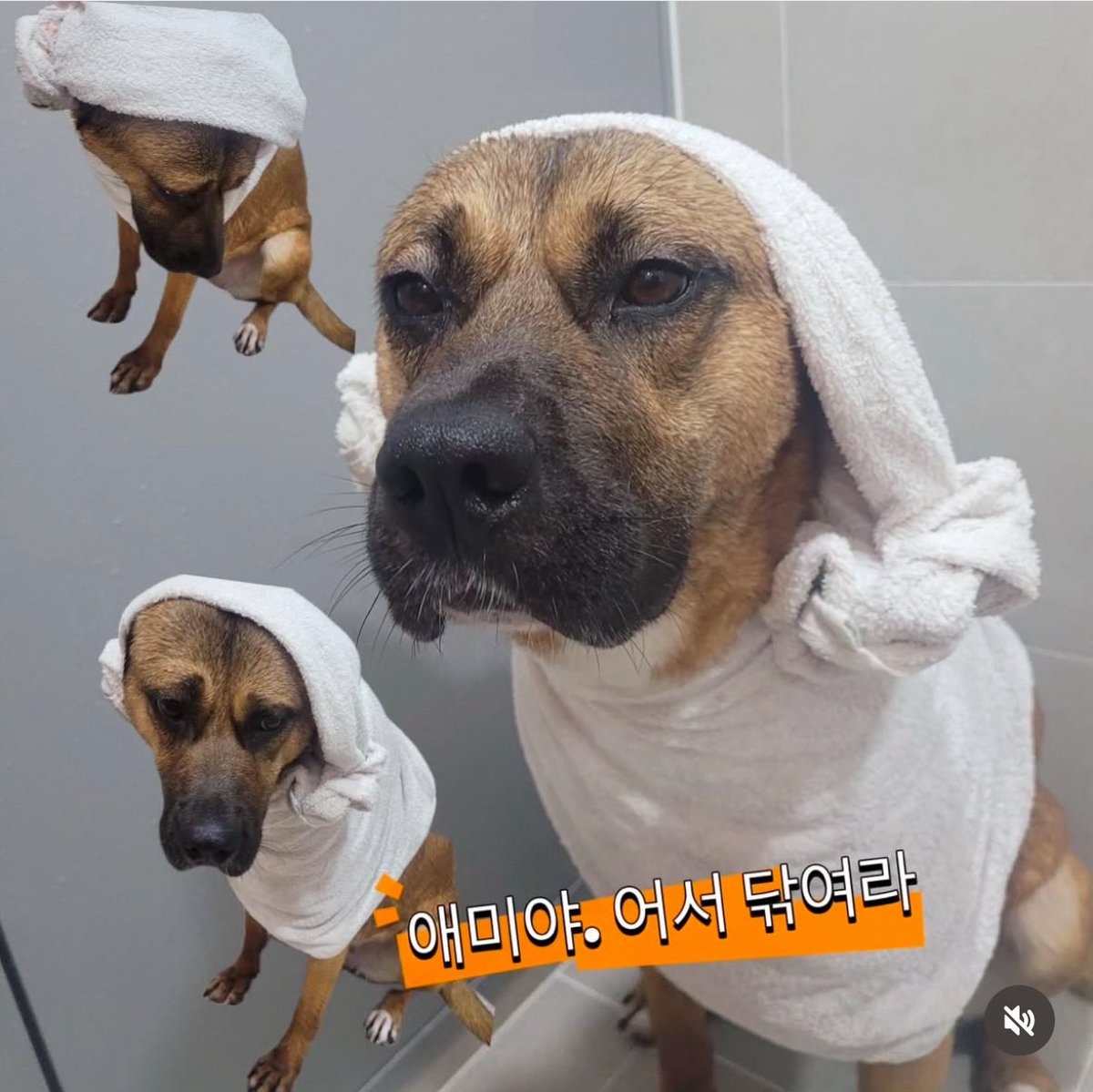 벨라가 하루빨리 가족으로 갈수 있도록
도와주세요!