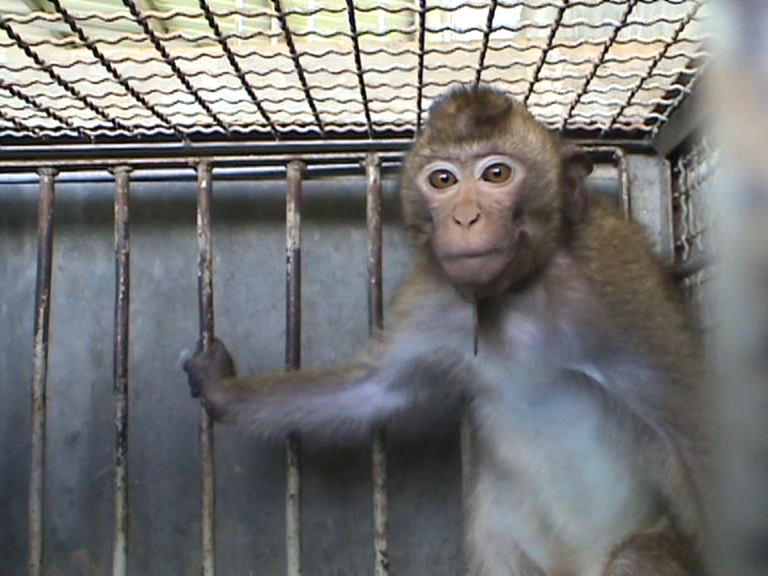 Action for Primates (@action4primates) on Twitter photo Happening Now: A flight with hundreds of Endangered long-tailed #macaques from #Cambodia imprisoned on board is currently en route to #Montreal - destined for Charles River Labs. #SkyTaxi is scheduled to land <a href="/YMXAirport/">Montréal–Mirabel International Airport</a> in a few hours. Shame on #Canada! Happening Now: A flight with hundreds of Endangered long-tailed #macaques from #Cambodia imprisoned on board is currently en route to #Montreal - destined for Charles River Labs. #SkyTaxi is scheduled to land <a href="/YMXAirport/">Montréal–Mirabel International Airport</a> in a few hours. Shame on #Canada!