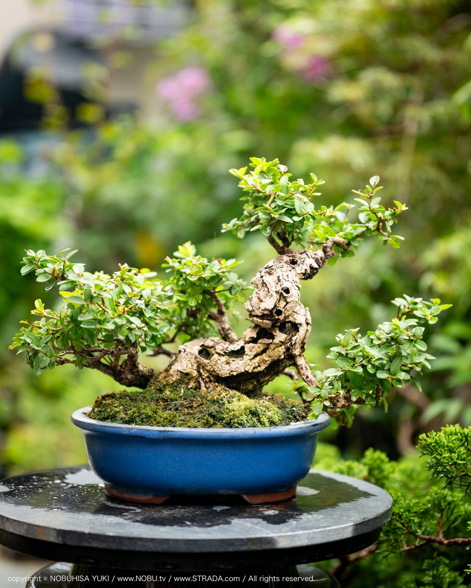 NOBU (@NOBU_tv) / Posts / X