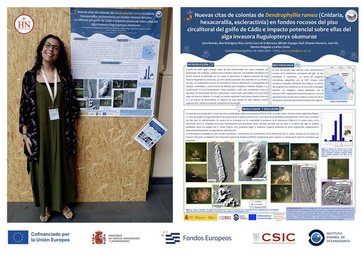 #EstrategiasMarinas | El estudio que expone <a href="/Sariplo/">Saripló</a> en la Bienal de <a href="/RSocEspHistNat/">Real Sociedad Española de Historia Natural</a> reporta nuevos registros del 🪸 𝘋𝘦𝘯𝘥𝘳𝘰𝘱𝘩𝘺𝘭𝘭𝘪𝘢 𝘳𝘢𝘮𝘦𝘢 en fondos circalitorales rocosos y el impacto en las colonias del alga invasora 𝘙𝘶𝘨𝘶𝘭𝘰𝘱𝘵𝘦𝘳𝘺𝘹 𝘰𝘬𝘢𝘮𝘶𝘳𝘢𝘦.