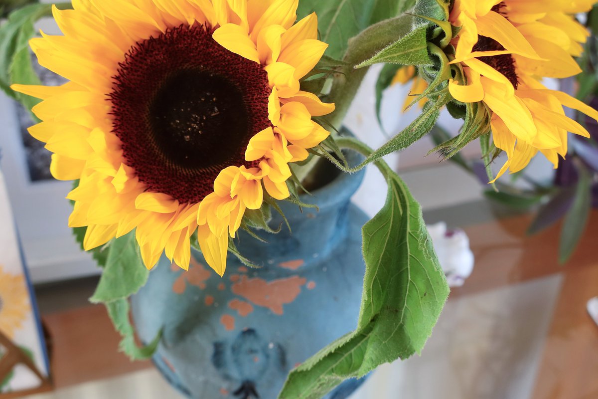 Sunflowers on the table, courtesy of Pat. x