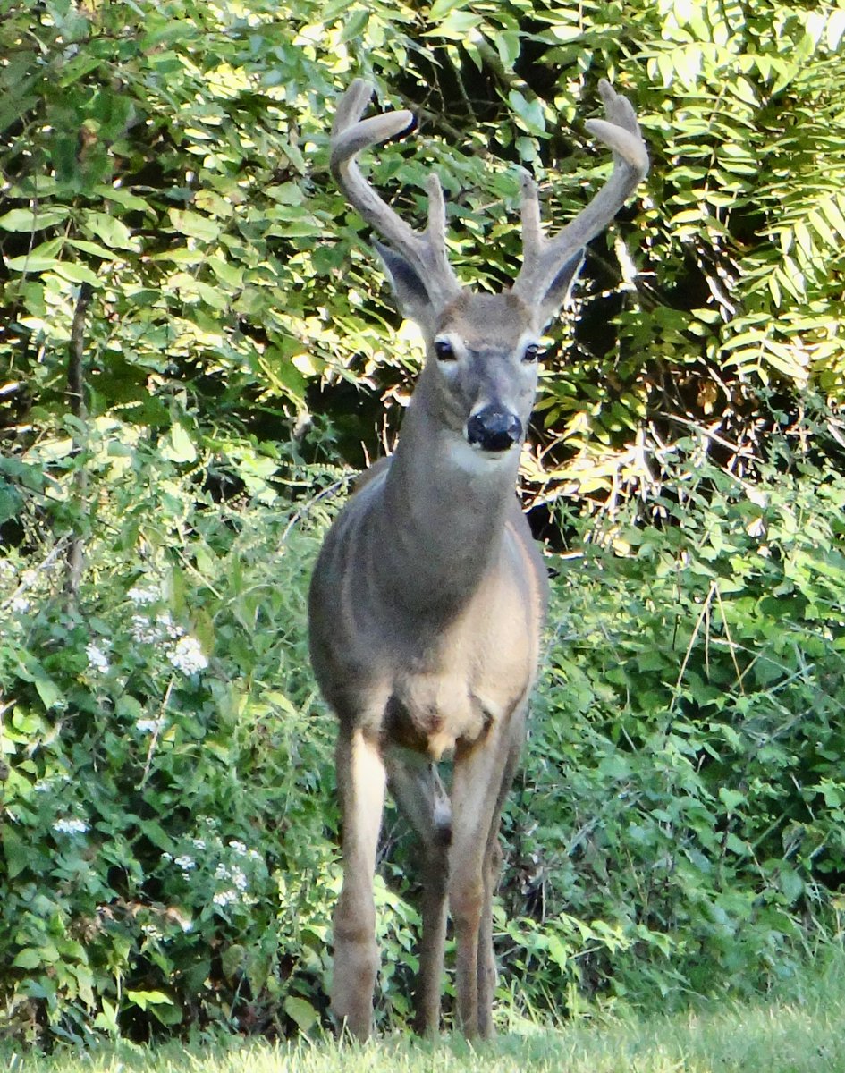 Happy #WildlifeWednesday, deer.