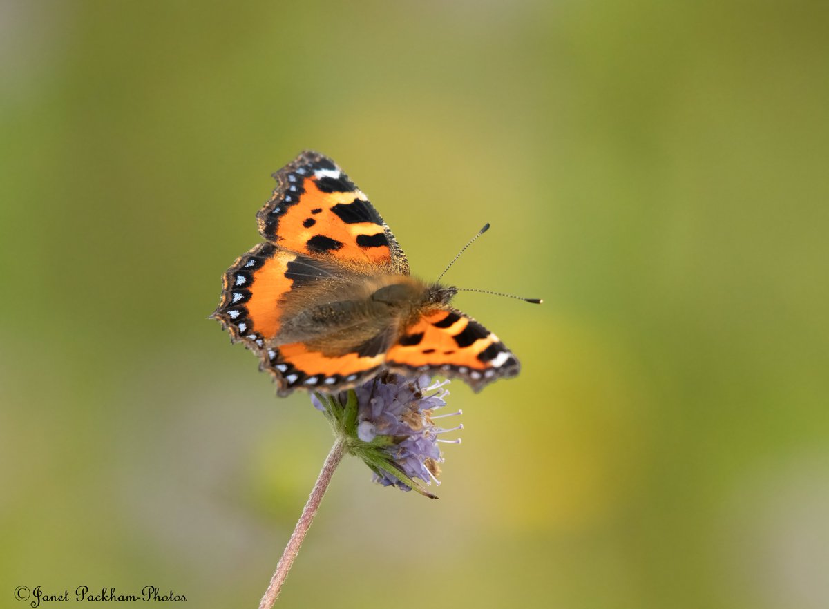 Insects on Middleton NR. <a href="/Lancswildlife/">Lancashire Wildlife Trust</a> <a href="/WildlifeTrusts/">The Wildlife Trusts</a>