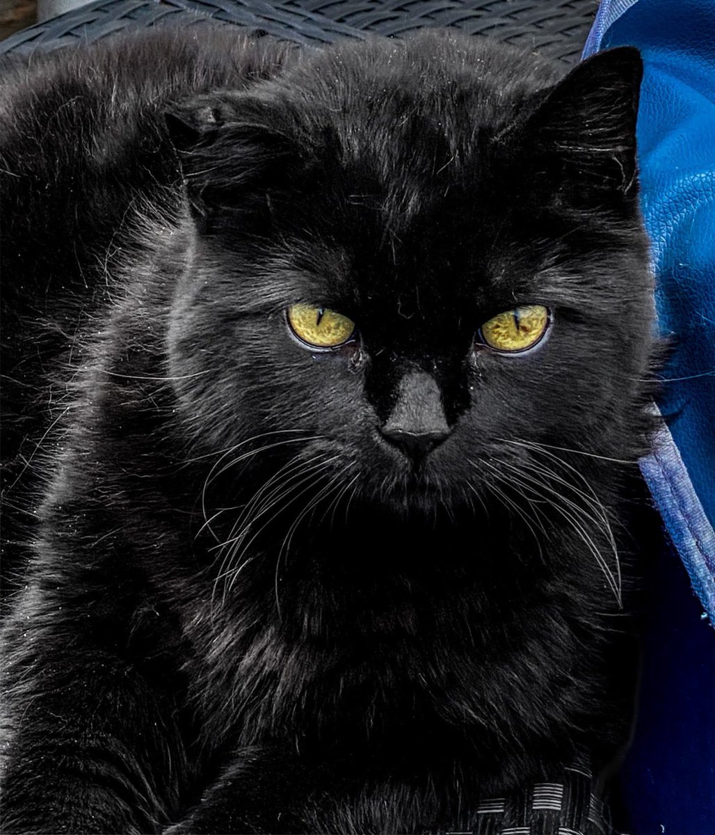 #AlphabetChallenge #WeekJforJetBlack 
Jess ❤️‍🩹🌈 🪽 
#WhiskersWednesday