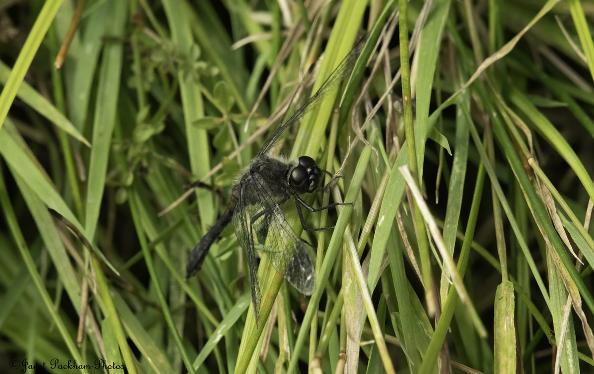 Black Darter at Middleton NR yesterday. <a href="/Lancswildlife/">Lancashire Wildlife Trust</a> <a href="/WildlifeTrusts/">The Wildlife Trusts</a>