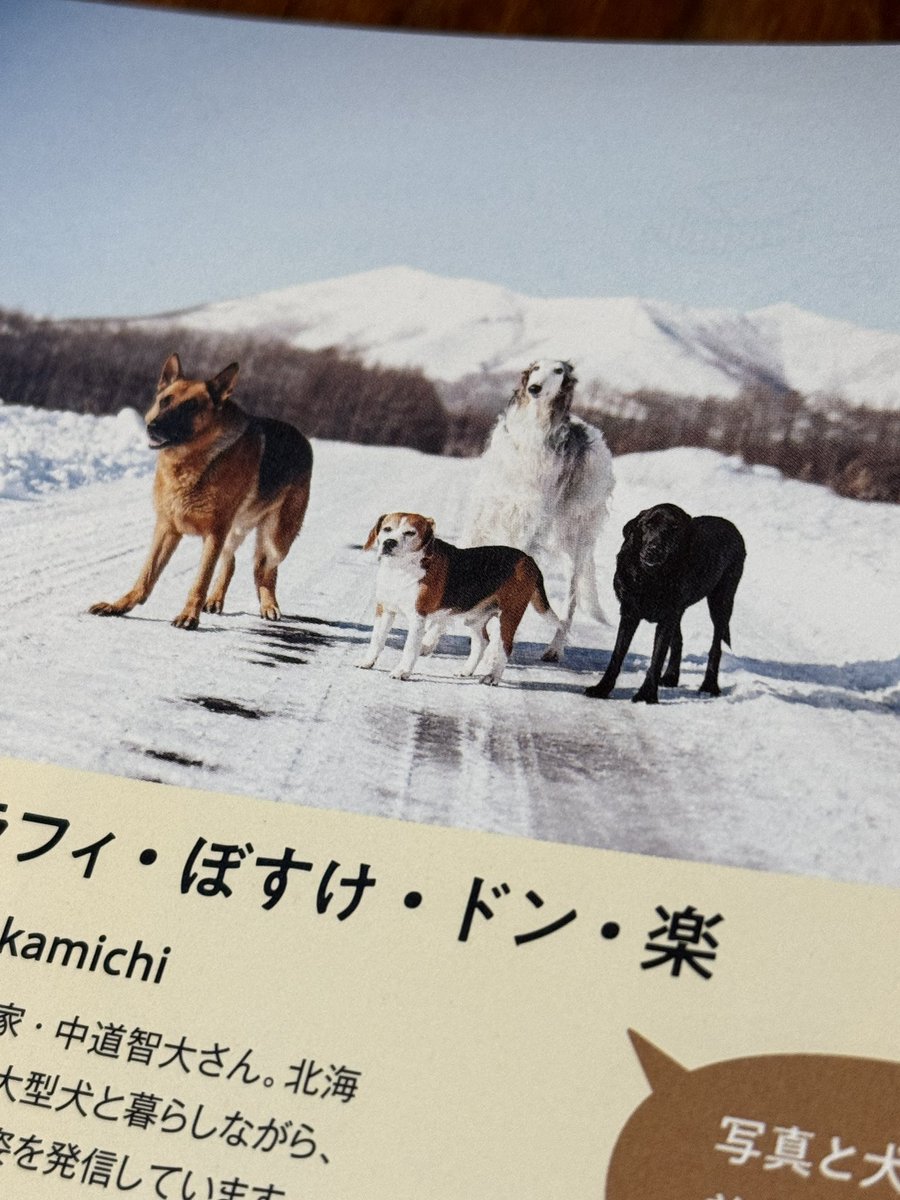 本日発売の月刊MOEさんにて、我が家の犬達を少しだけ掲載していただいております。
犬関連の媒体に読んでいただけることは、本当に嬉しくありがたいです。
推薦コメントは写真家のかくたみほさんにいただきました。
かくたさん、ありがとうございました😌