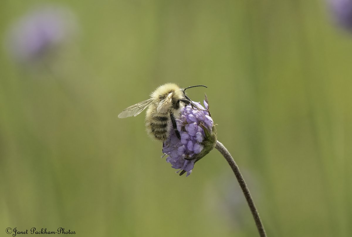 Janet Packham (@janetpackham) on Twitter photo Bees and Drone flies on the Devils Bit Scabious. MNR <a href="/Lancswildlife/">Lancashire Wildlife Trust</a> <a href="/WildlifeTrusts/">The Wildlife Trusts</a> Bees and Drone flies on the Devils Bit Scabious. MNR <a href="/Lancswildlife/">Lancashire Wildlife Trust</a> <a href="/WildlifeTrusts/">The Wildlife Trusts</a>