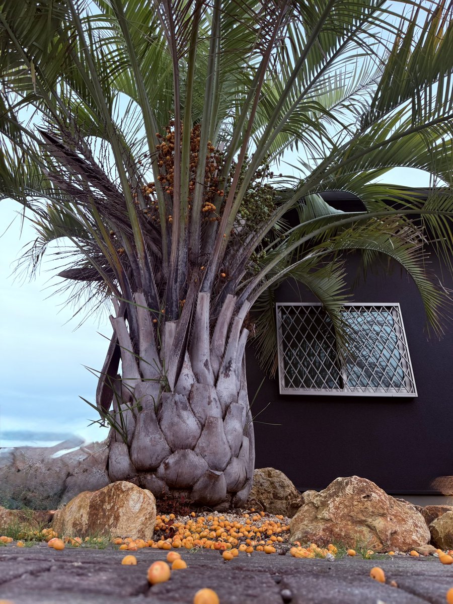 marukyu_c's tweet image. 会社のココスヤシが実を着けました🌴
ココスヤシの実が食べられることご存知でしたか?果実酒やシロップにしたり、生食も可能です。パイナップルっぽい味でした‼︎
#会社のシンボルツリー #ココスヤシ #合成樹脂 #プラスチック #木更津 #企業相互フォロー