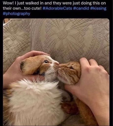 //How it feels trying to get DE rp twt to get along 😭