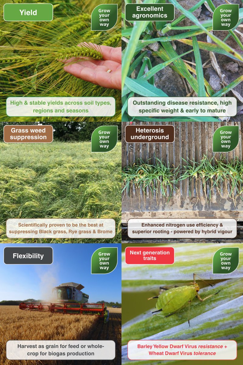 SyngentaUK's tweet image. Growers are returning to HYVIDO® winter barley for 6 key reasons. Discover what HYVIDO® could do for you &amp;amp; your farm this coming season. 

#HybridBarley #ROI #Flexibility