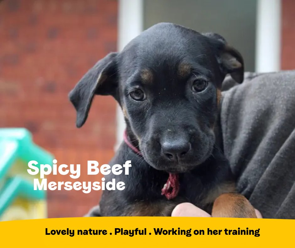 Yes, that is her name! Spicy Beef is looking for her forever home where she can continue her training and receive all the fuss from her favourite people! She can also live with other dogs, cats and primary school children💛
<a href="/DT_Merseyside/">Dogs Trust Merseyside</a>📍 bit.ly/4nes0Oz