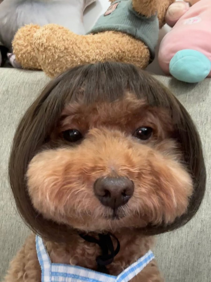 本狗狗今天的发型怎么样✨🥳