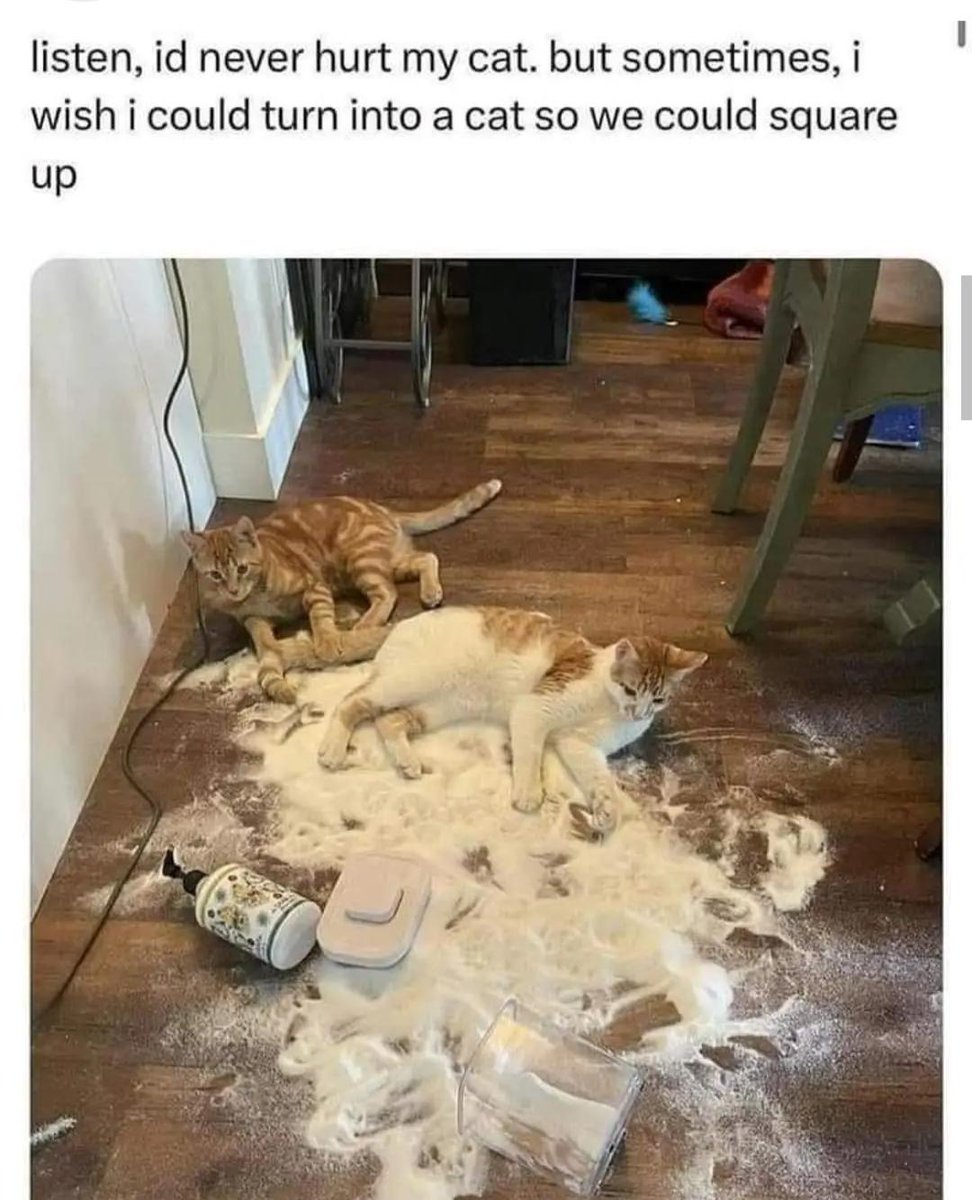 Samurai Nasuth Cat🎆🎇 tweet media