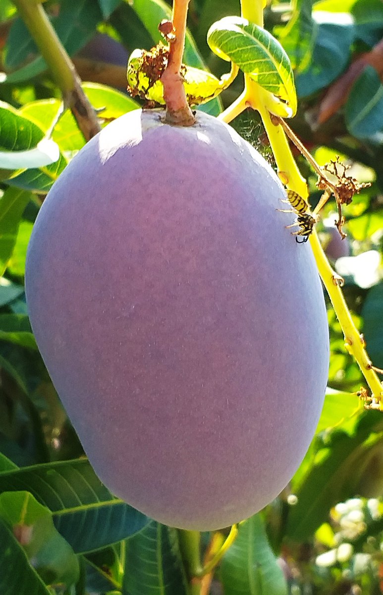 Es que a todos nos gustan los Mangos de la Axarquía, ¿te lo vas a perder?...
#ilovemangosaxarquia #mangos #axarquiamegusta