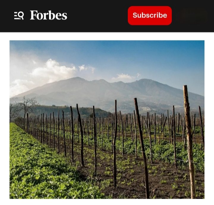 NO ITALIAN REGION FEELS MORE ENGAGING, OR MORE EXCITING. NOW! Campania has four DOCG appellations, a number of ambitious DOC and IGT territories and at least a dozen grapes capable of producing quality mono-varietal wines. campanica.blogspot.com/2025/09/no-ita…
----
#Campania #grapes #wines