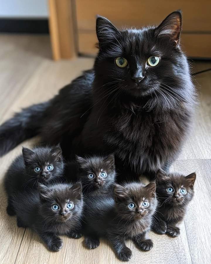 Where are the black cat lovers? 😻🖤