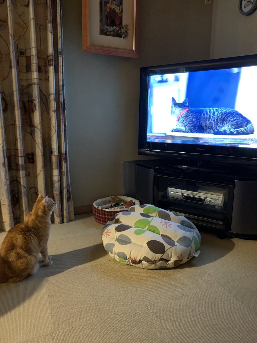 猫を見る猫